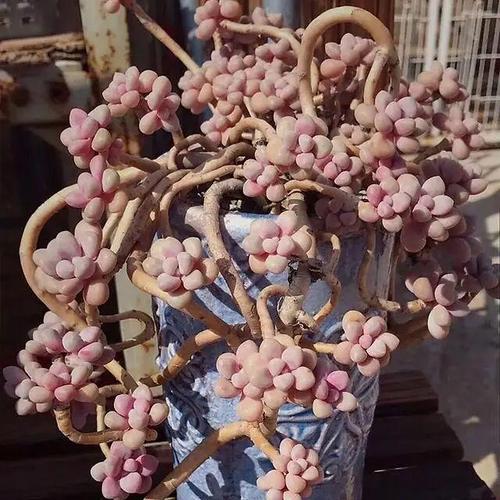 桃蛋胖成鸽子蛋？桃蛋胖成鸽子蛋的图片？-第4张图片-优品飞百科