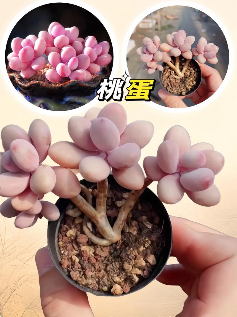 桃蛋胖成鸽子蛋？桃蛋胖成鸽子蛋的图片？-第5张图片-优品飞百科