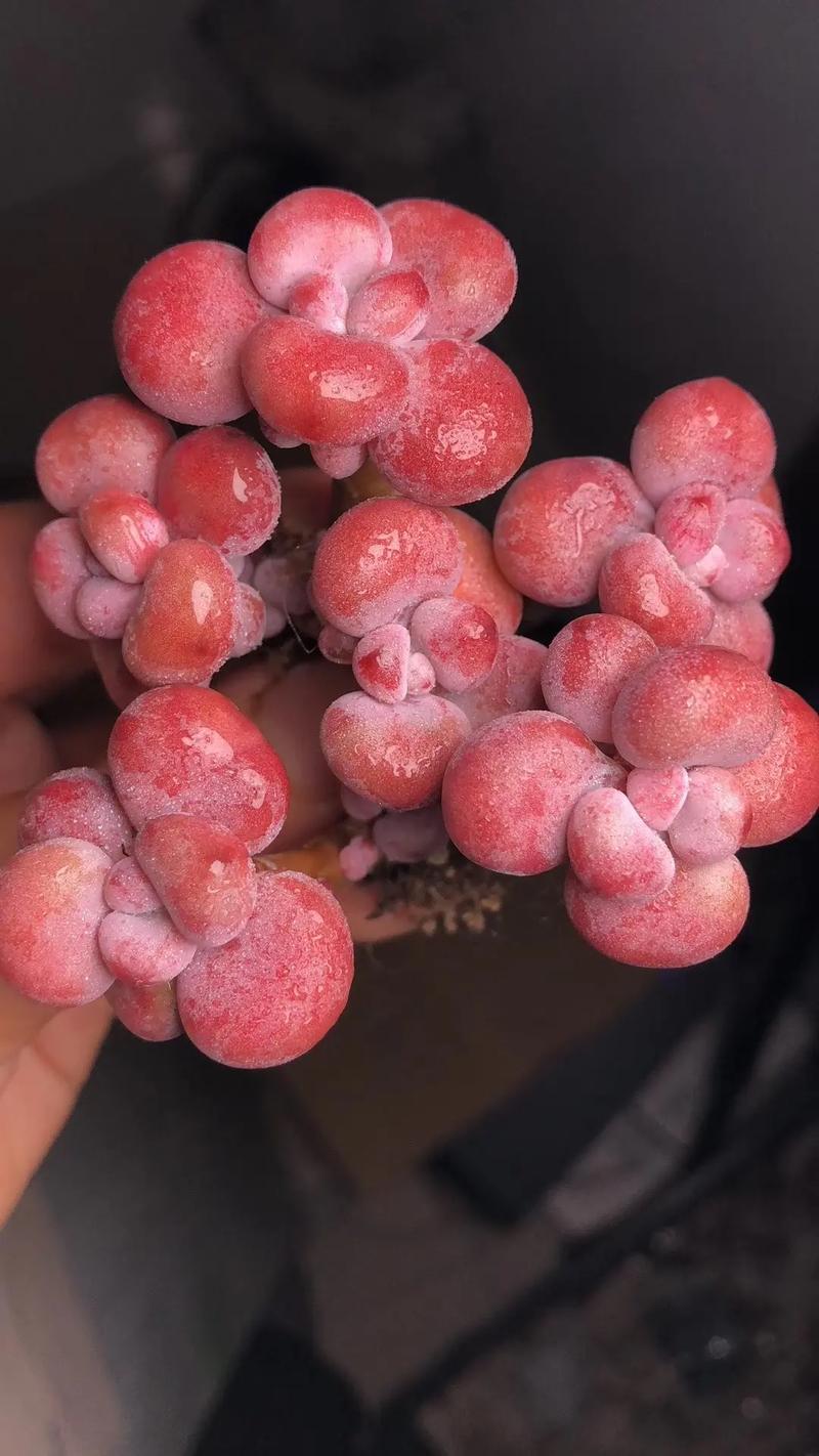 桃蛋胖成鸽子蛋？桃蛋胖成鸽子蛋的图片？-第6张图片-优品飞百科