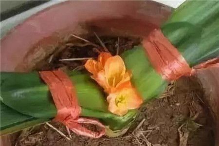 绿萝拿绳子一绑，绿萝吊起来系绳方法？-第2张图片-优品飞百科