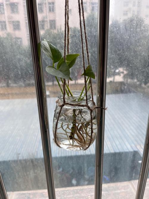 绿萝拿绳子一绑，绿萝吊起来系绳方法？-第3张图片-优品飞百科