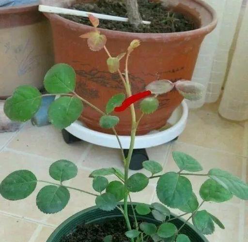 绿萝拿绳子一绑，绿萝吊起来系绳方法？-第7张图片-优品飞百科