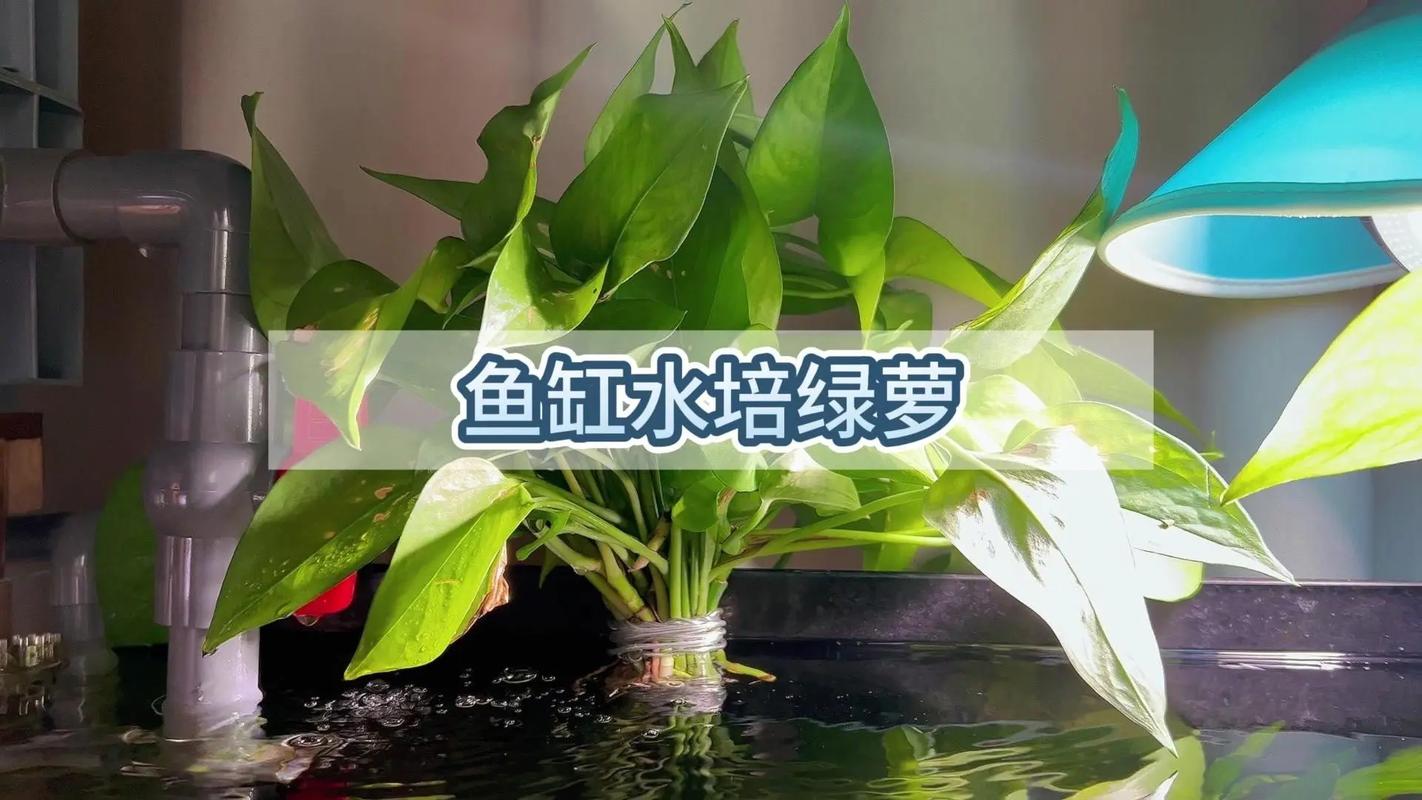 绿萝拿绳子一绑，绿萝吊起来系绳方法？-第8张图片-优品飞百科