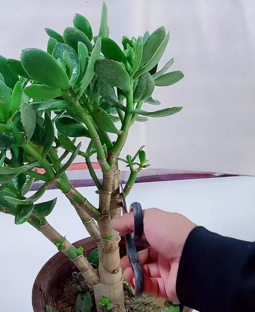 绿玉树的养殖方法,绿玉树的养殖方法和管理-第3张图片-优品飞百科 绿玉树的养殖方法,绿玉树的养殖方法和管理-第3张图片-优品飞百科