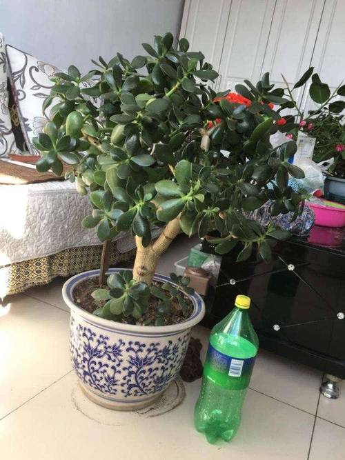 绿玉树的养殖方法,绿玉树的养殖方法和管理-第4张图片-优品飞百科 绿玉树的养殖方法,绿玉树的养殖方法和管理-第4张图片-优品飞百科