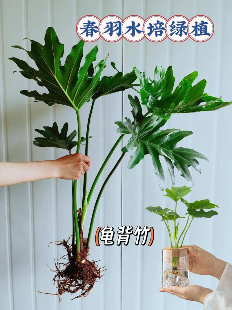 龟背竹怎么进行水培，龟背竹怎么水培一个枝怎么水培出根？