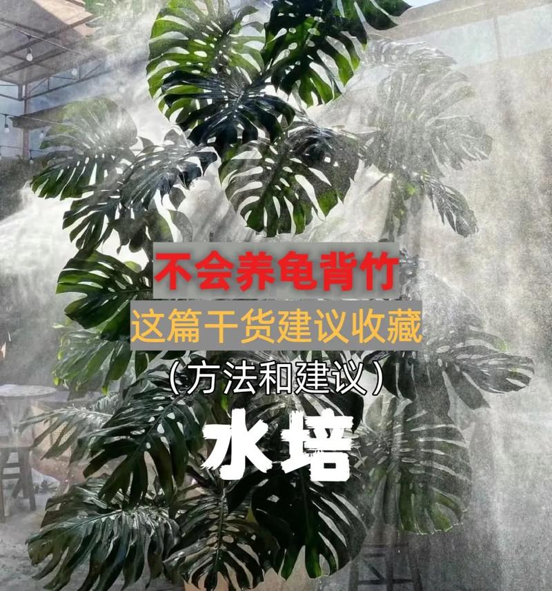 龟背竹怎么进行水培，龟背竹怎么水培一个枝怎么水培出根？-第3张图片-优品飞百科