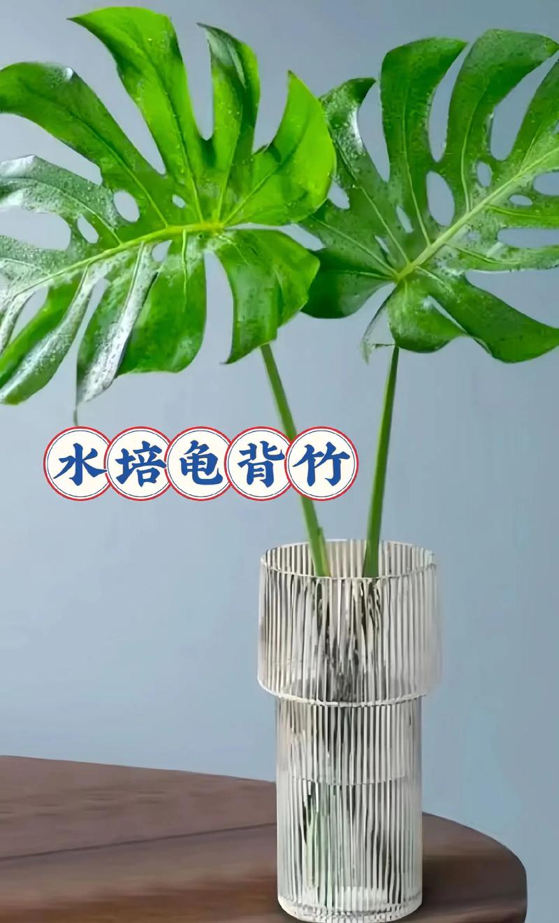 龟背竹怎么进行水培，龟背竹怎么水培一个枝怎么水培出根？-第4张图片-优品飞百科
