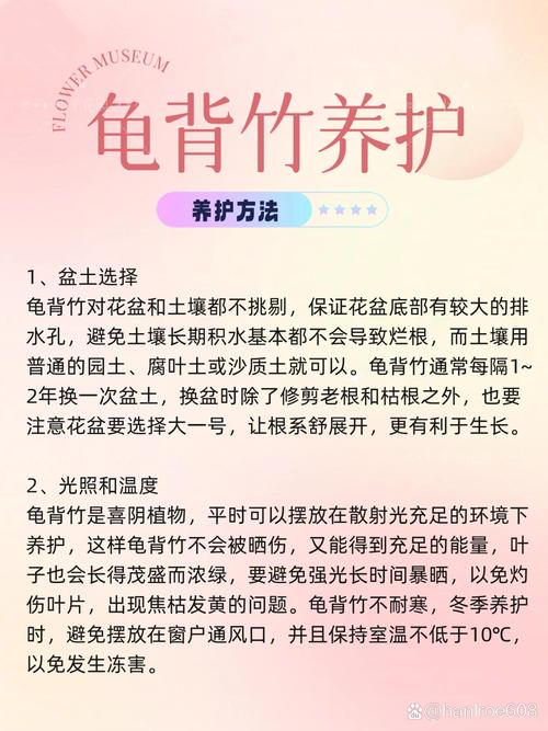 龟背竹怎么进行水培，龟背竹怎么水培一个枝怎么水培出根？-第5张图片-优品飞百科