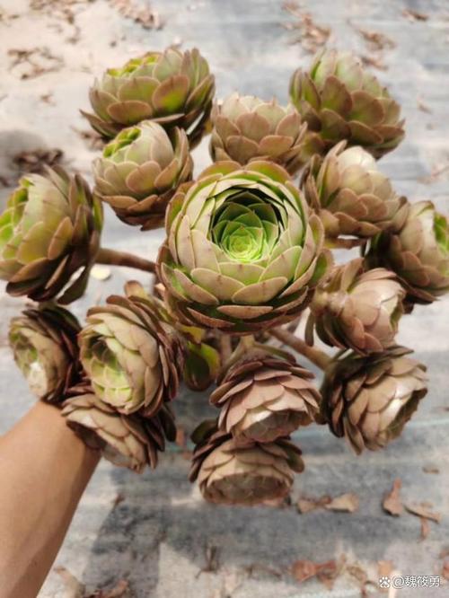 莲花掌的养殖方法，红缘莲花掌的养殖方法？