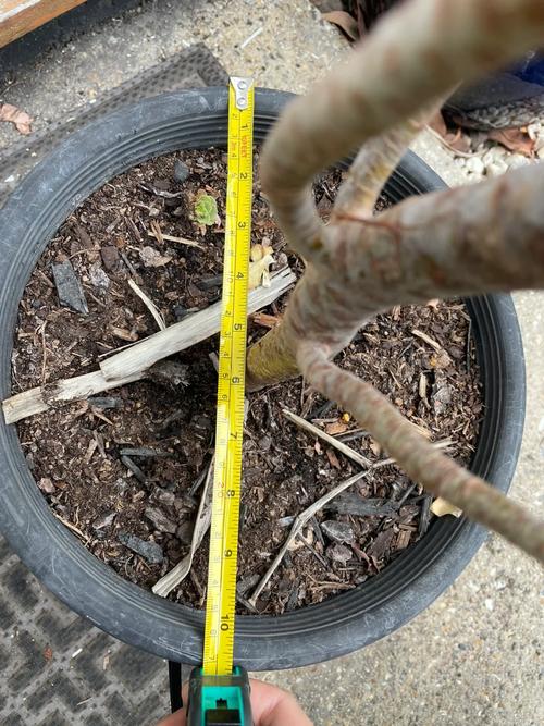 莲花掌的养殖方法，红缘莲花掌的养殖方法？-第4张图片-优品飞百科
