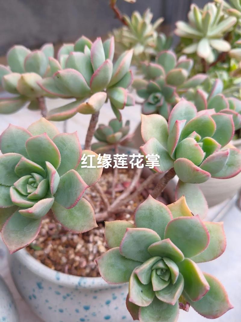 莲花掌的养殖方法，红缘莲花掌的养殖方法？-第5张图片-优品飞百科