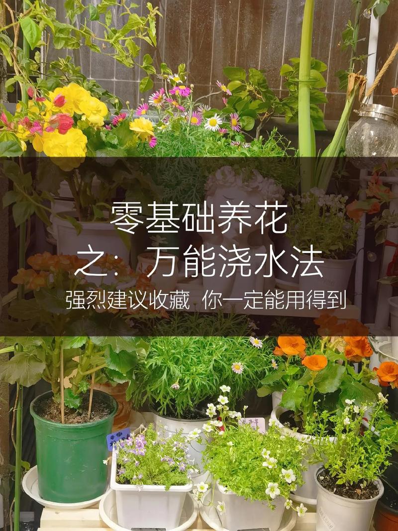孔雀草盆景怎么养？孔雀草盆景怎么养护？-第4张图片-优品飞百科