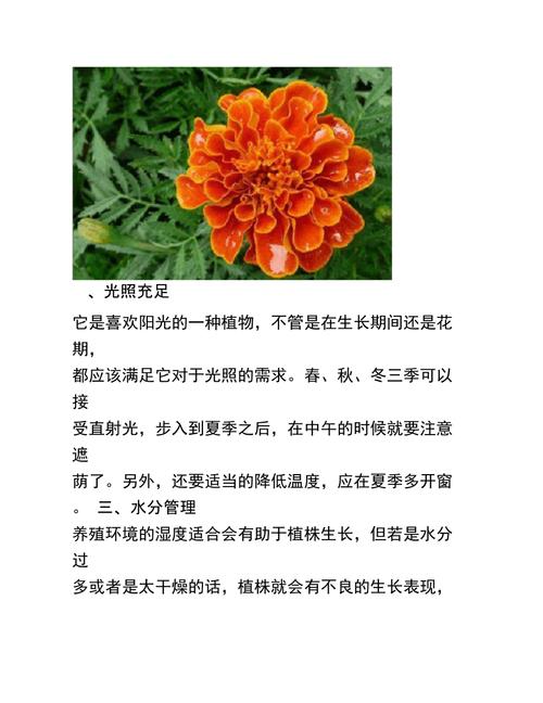 孔雀草盆景怎么养？孔雀草盆景怎么养护？-第5张图片-优品飞百科
