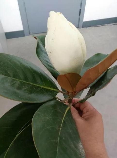 橡皮树盆栽冬季养护？橡皮树秋冬的养殖方法？