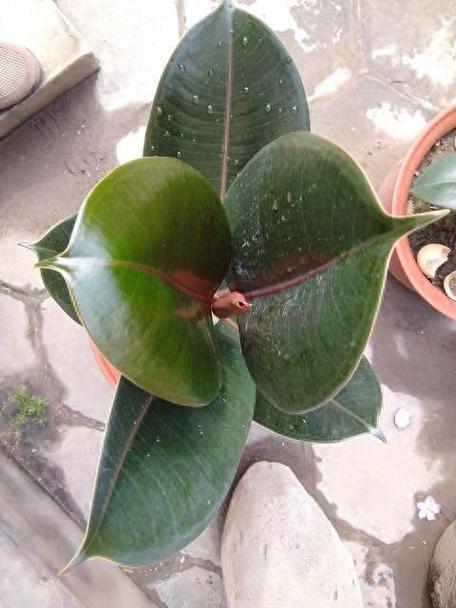 橡皮树盆栽冬季养护？橡皮树秋冬的养殖方法？-第2张图片-优品飞百科