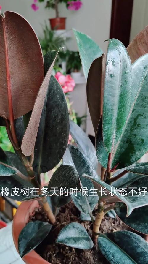 橡皮树盆栽冬季养护？橡皮树秋冬的养殖方法？-第3张图片-优品飞百科