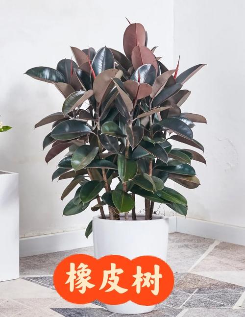 橡皮树盆栽冬季养护？橡皮树秋冬的养殖方法？-第5张图片-优品飞百科
