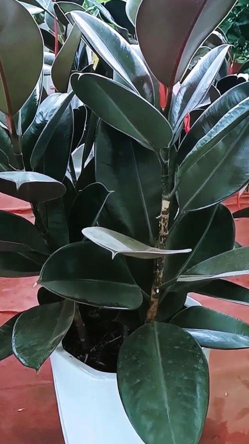 橡皮树盆栽冬季养护？橡皮树秋冬的养殖方法？-第6张图片-优品飞百科