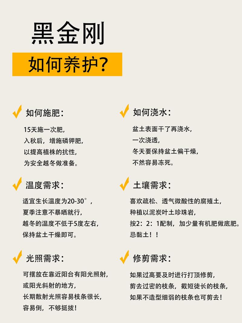 橡皮树盆栽冬季养护？橡皮树秋冬的养殖方法？-第7张图片-优品飞百科