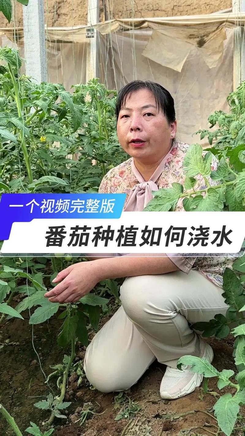 番茄浇水技术措施，番茄的浇水和管理的重要时期？-第2张图片-优品飞百科