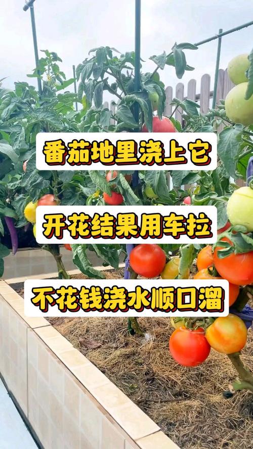 番茄浇水技术措施，番茄的浇水和管理的重要时期？-第4张图片-优品飞百科