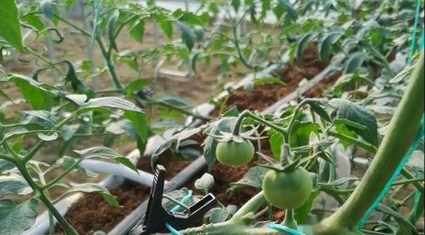 番茄浇水技术措施，番茄的浇水和管理的重要时期？-第5张图片-优品飞百科