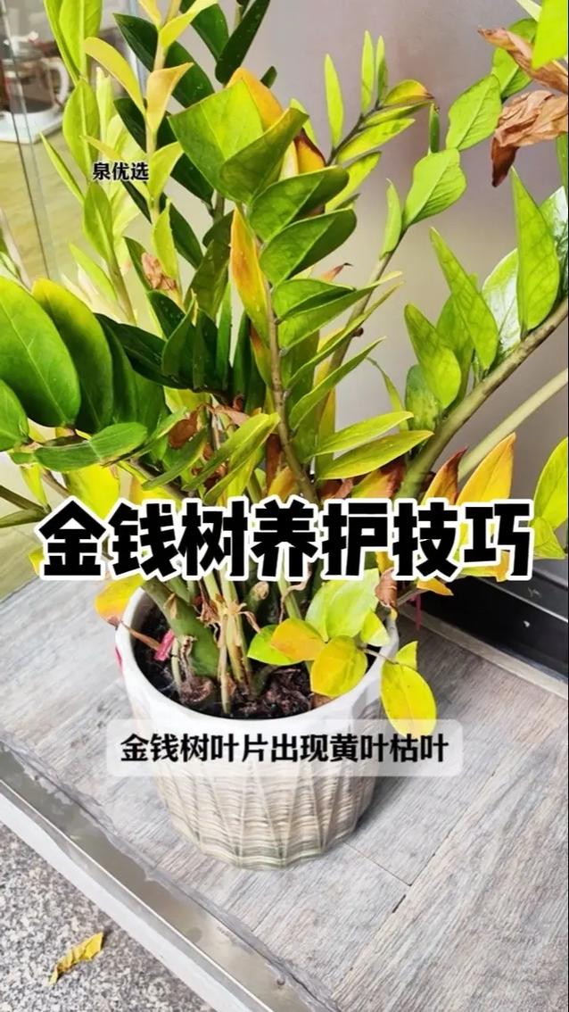 金钱树怎么养，金钱树怎么养护与浇水？