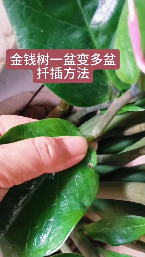 金钱树怎么养，金钱树怎么养护与浇水？-第2张图片-优品飞百科