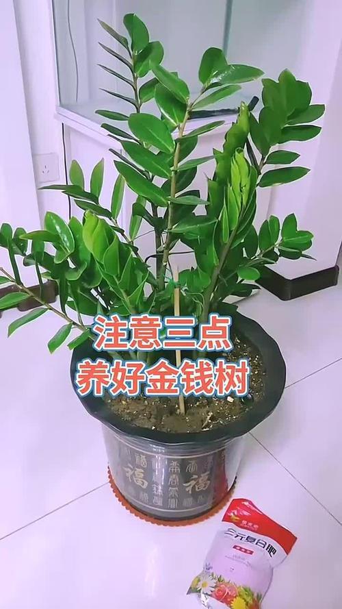 金钱树怎么养，金钱树怎么养护与浇水？-第4张图片-优品飞百科