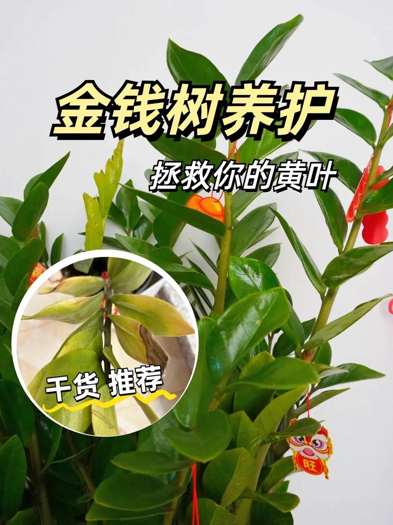 金钱树怎么养，金钱树怎么养护与浇水？-第5张图片-优品飞百科