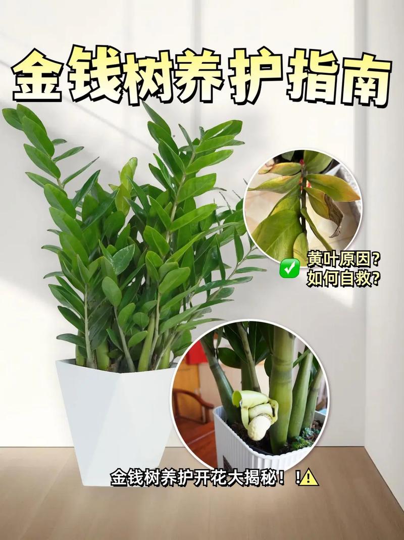 金钱树怎么养，金钱树怎么养护与浇水？-第6张图片-优品飞百科