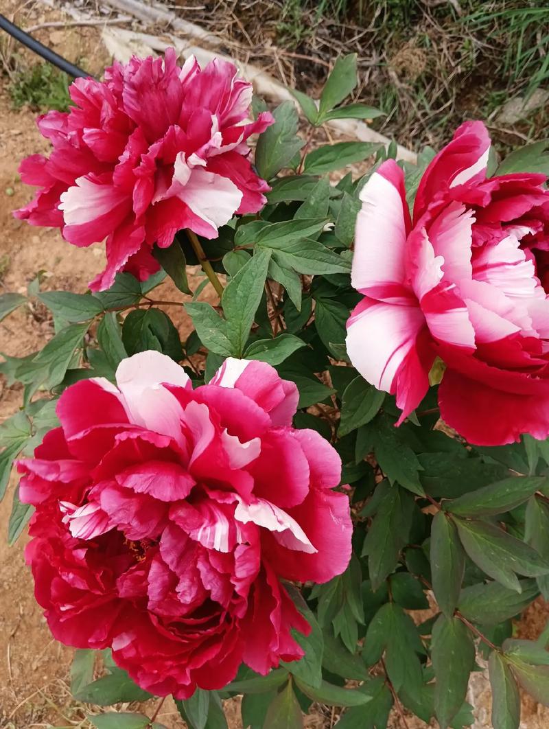 如何使牡丹在冬季开花，牡丹花冬天怎么浇水？