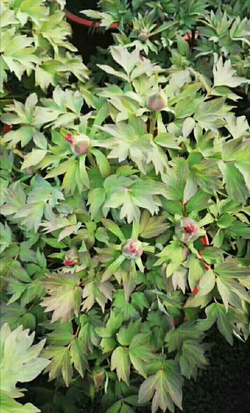 如何使牡丹在冬季开花，牡丹花冬天怎么浇水？-第4张图片-优品飞百科