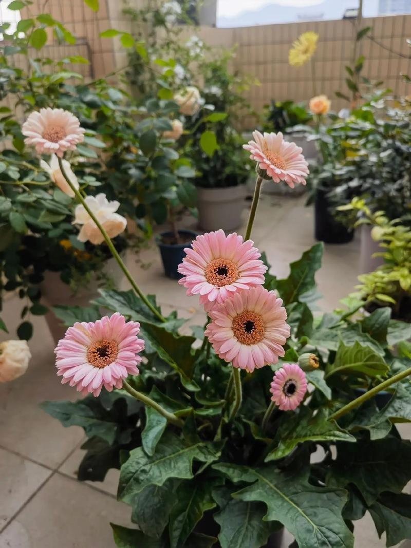 非洲菊的冬天养殖禁忌？非洲菊夏季养护？