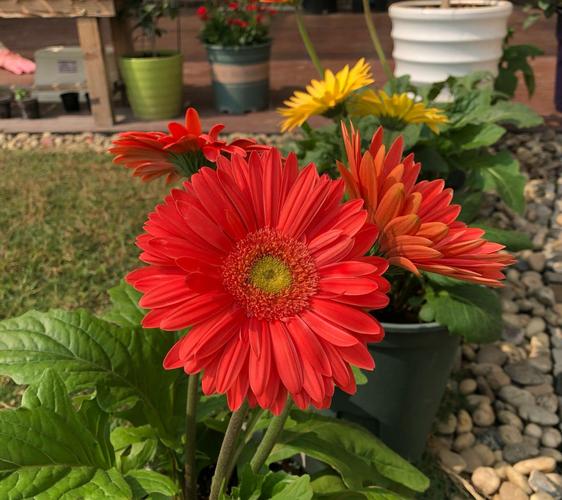 非洲菊的冬天养殖禁忌？非洲菊夏季养护？-第2张图片-优品飞百科