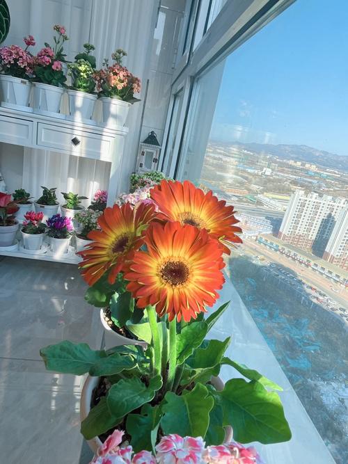 非洲菊的冬天养殖禁忌？非洲菊夏季养护？-第3张图片-优品飞百科