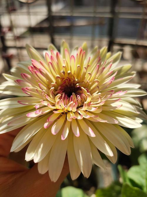 非洲菊的冬天养殖禁忌？非洲菊夏季养护？-第4张图片-优品飞百科