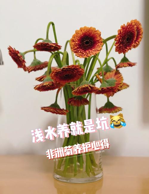 非洲菊的冬天养殖禁忌？非洲菊夏季养护？-第5张图片-优品飞百科