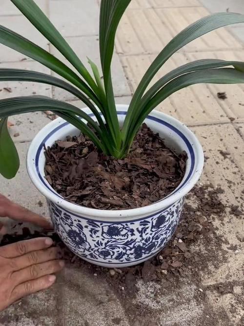 如何自制君子兰花土，怎么自制君子兰花土？