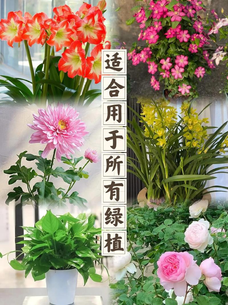 如何自制君子兰花土，怎么自制君子兰花土？-第5张图片-优品飞百科