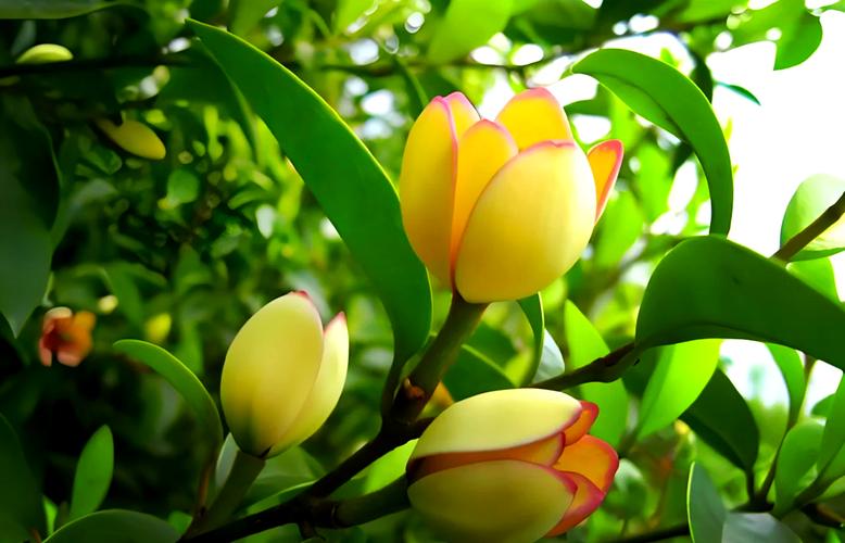 含笑花秋天怎么养？含笑花怎样栽培？