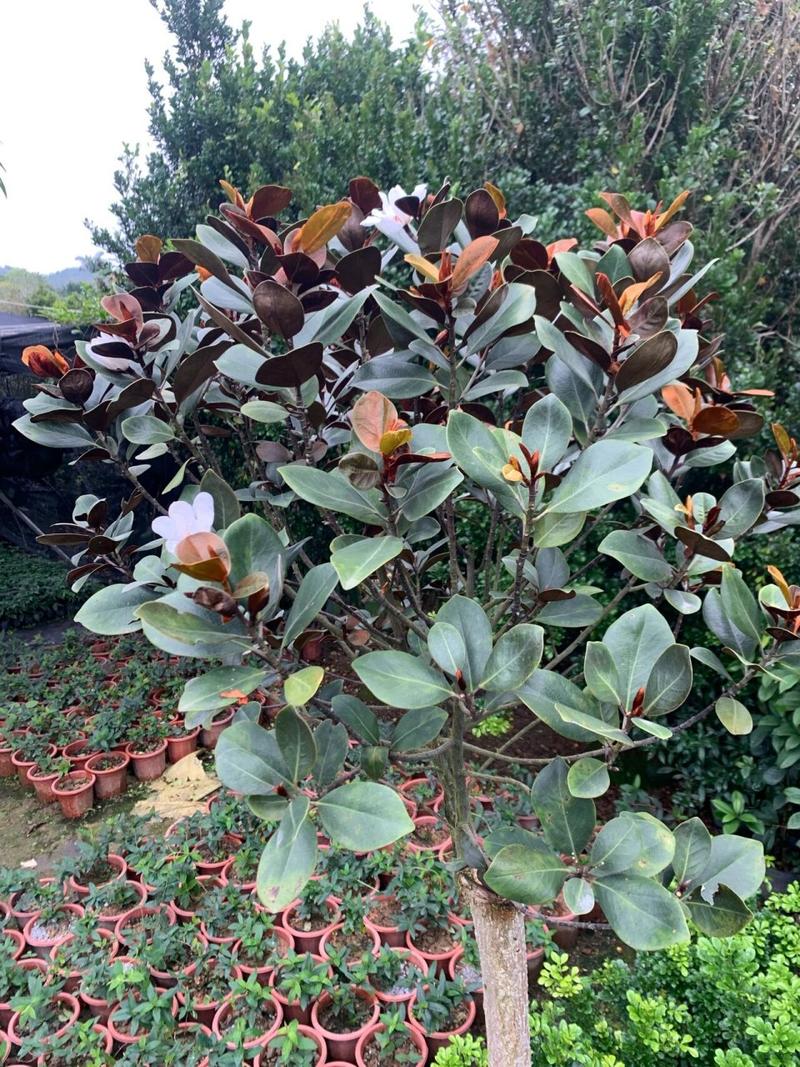含笑花秋天怎么养？含笑花怎样栽培？-第2张图片-优品飞百科