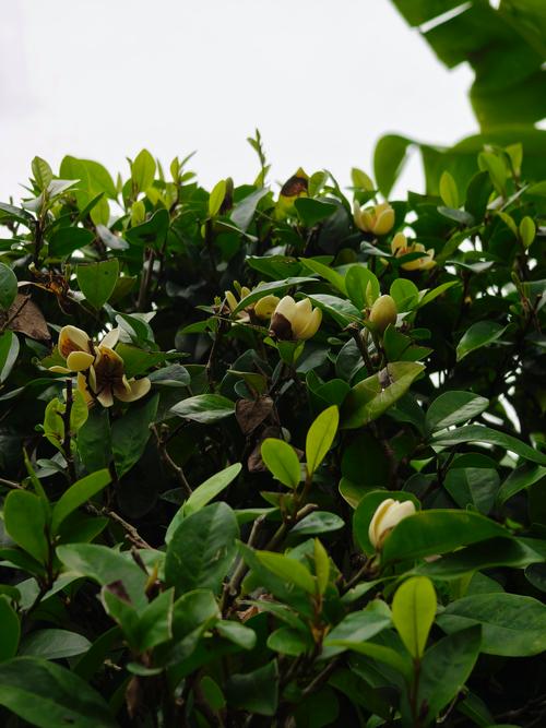 含笑花秋天怎么养？含笑花怎样栽培？-第3张图片-优品飞百科