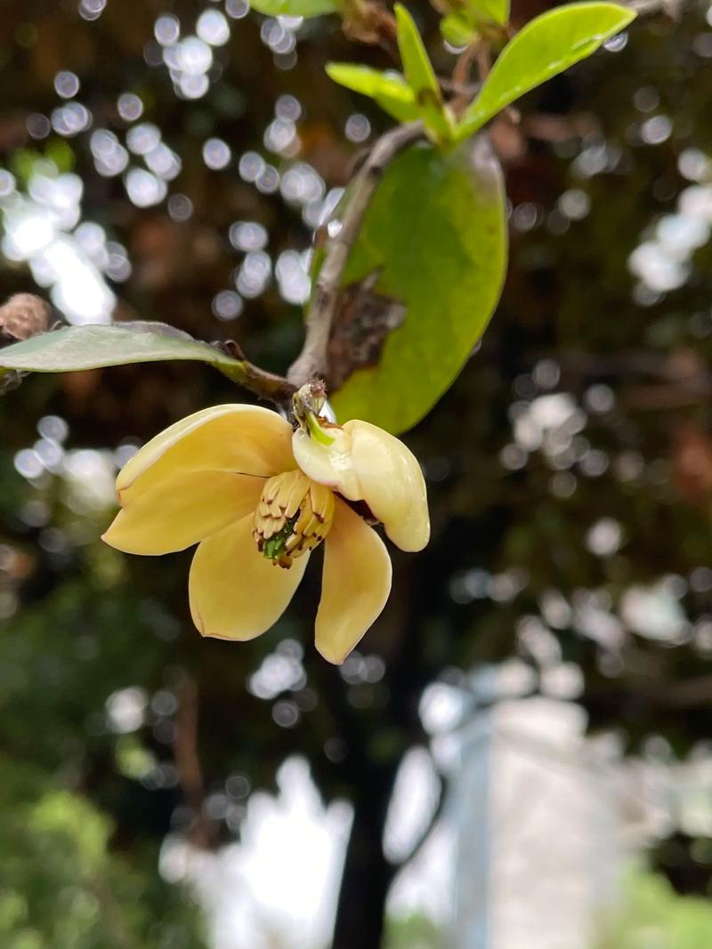 含笑花秋天怎么养？含笑花怎样栽培？-第4张图片-优品飞百科
