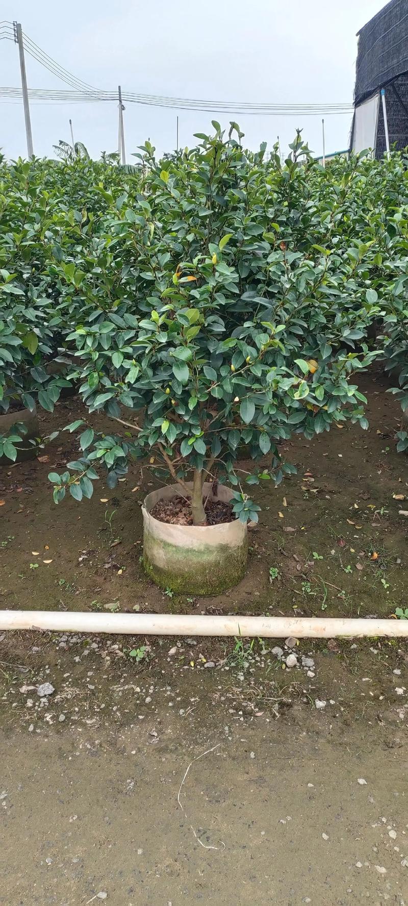 含笑花秋天怎么养？含笑花怎样栽培？-第5张图片-优品飞百科