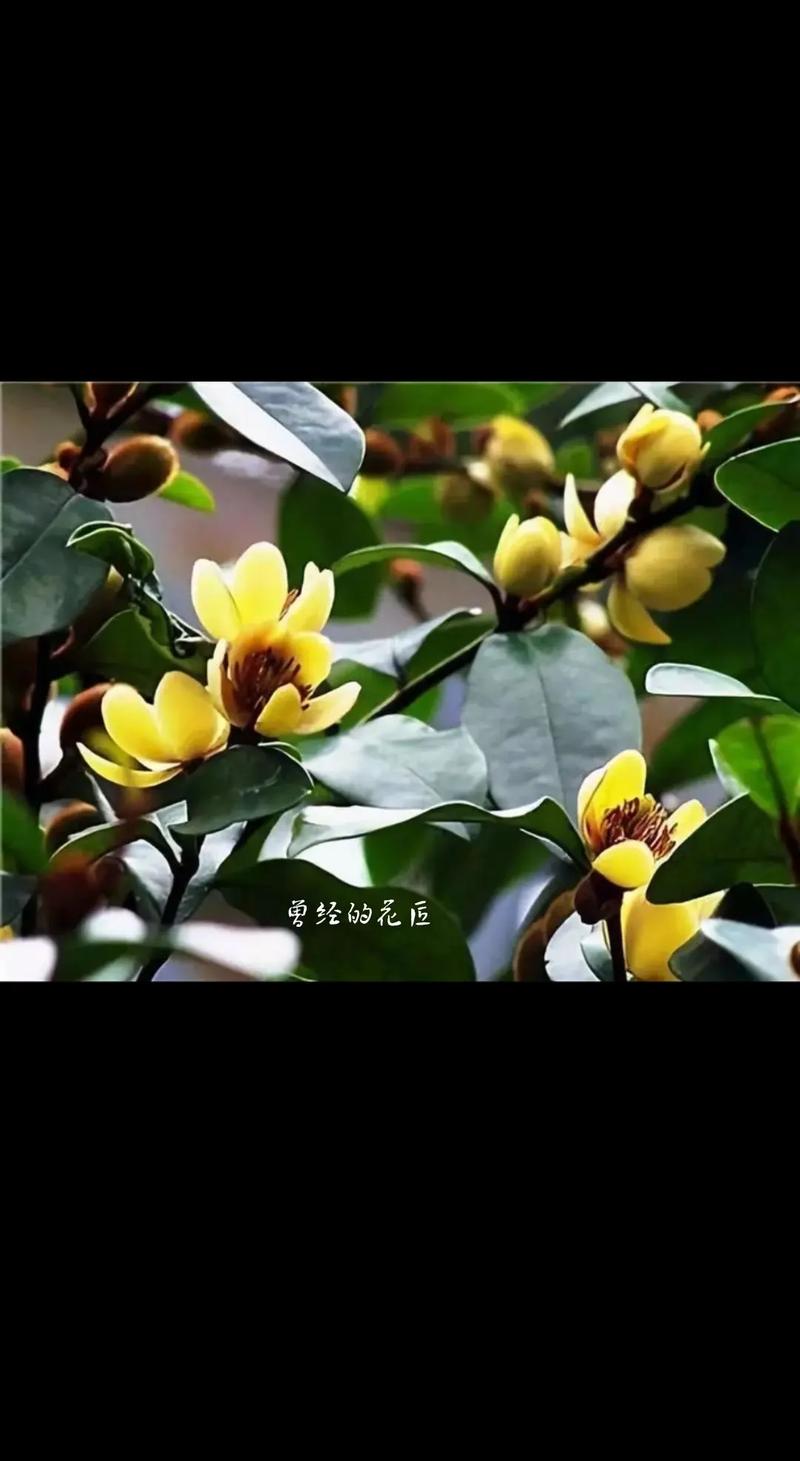 含笑花秋天怎么养？含笑花怎样栽培？-第6张图片-优品飞百科