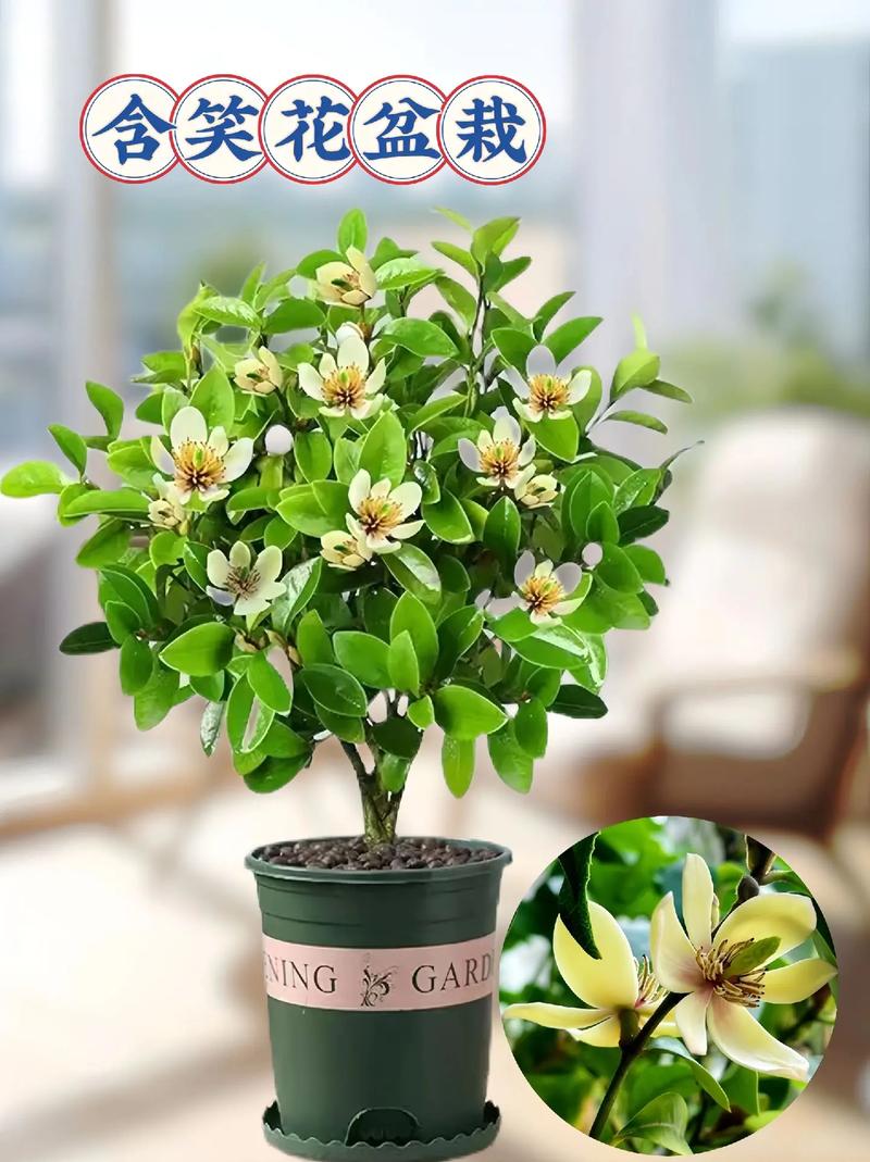 含笑花秋天怎么养？含笑花怎样栽培？-第7张图片-优品飞百科