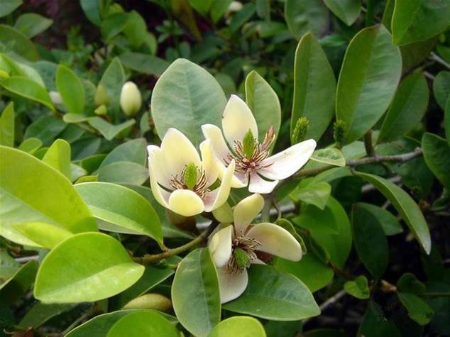 含笑花秋天怎么养？含笑花怎样栽培？-第8张图片-优品飞百科