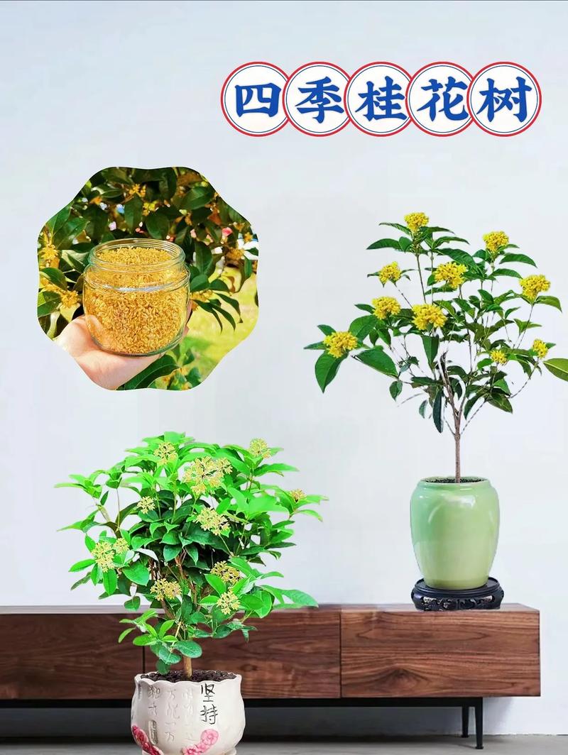桂花春天怎么管理？桂花春天施肥养护？